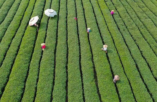 ob体育中邦首个茗茶物业带排行颁发云南普洱茶、浙江龙井、福修金骏眉位列前三(图4)