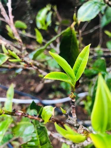 ob体育首个邦际茶日 何不品一杯茗茶(图2)