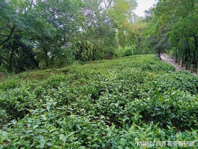 ob体育苏北狼山南通茗茶——四寻茗茶走进江苏南通探求军山茶特有魅力(图1)