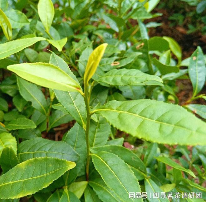 ob体育苏北狼山南通茗茶——四寻茗茶走进江苏南通探求军山茶特有魅力(图2)