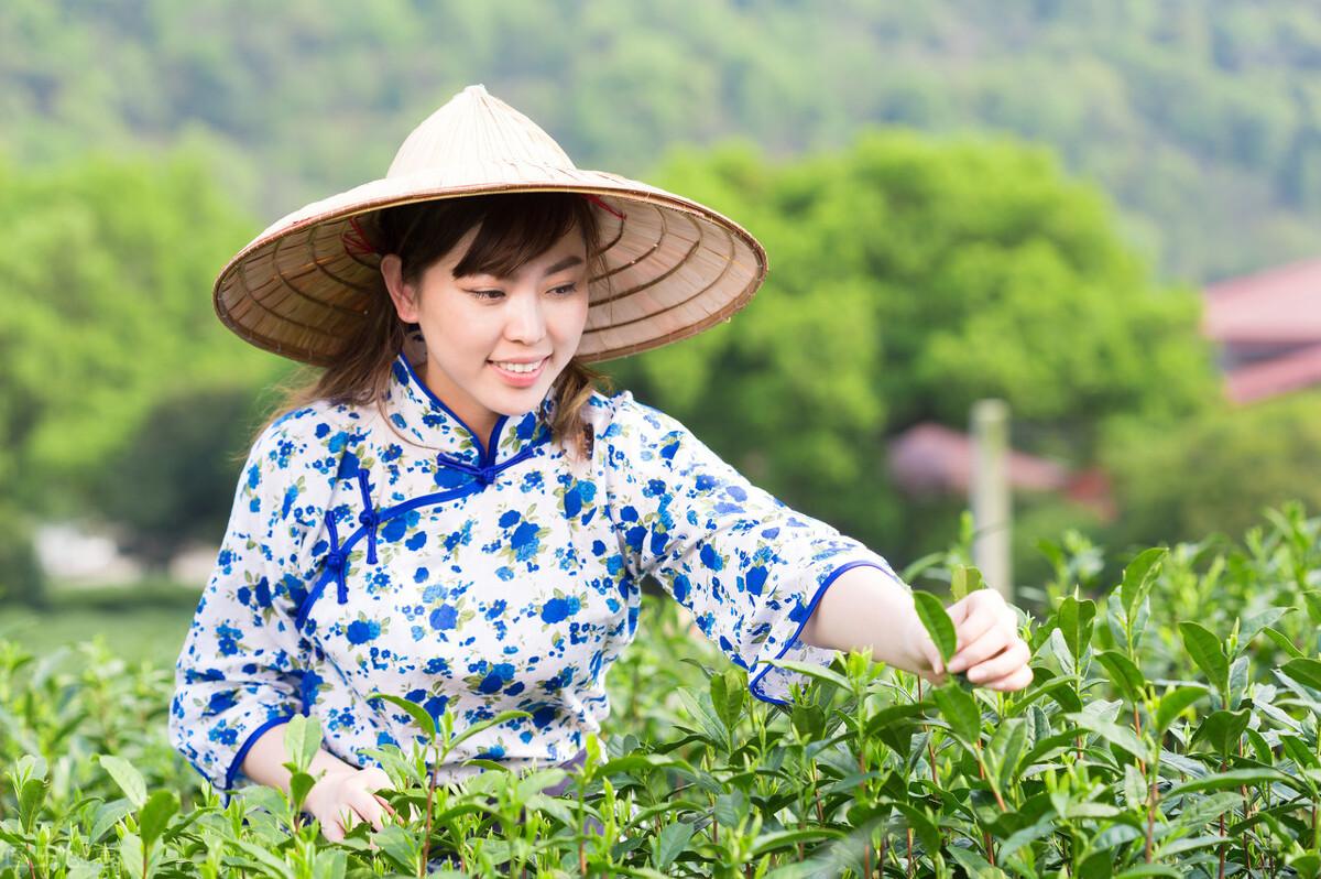 ob体育茗茶是什么有趣（茗与茶两者有什么区别）(图2)