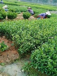 ob体育茗茶是什么茶价钱查问-茗茶众少钱一盒？(图2)