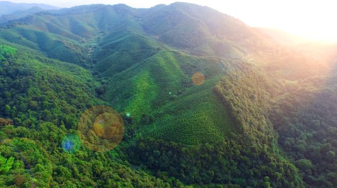 ob体育岛闻 蓝天茗茶获胜举办「信阳白茶交换大会」(图5)