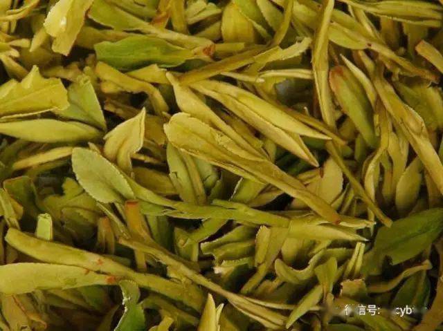 ob体育懂茶先从外面抓起：15款超适用主流茗茶样本图(图2)