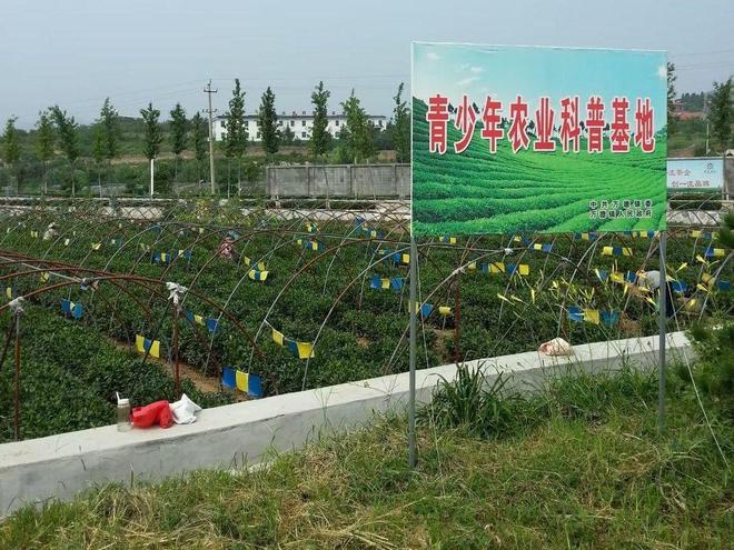 泉城ob体育茗茶长清常青——四寻茗茶山东济南调研茶叶资源(图2)