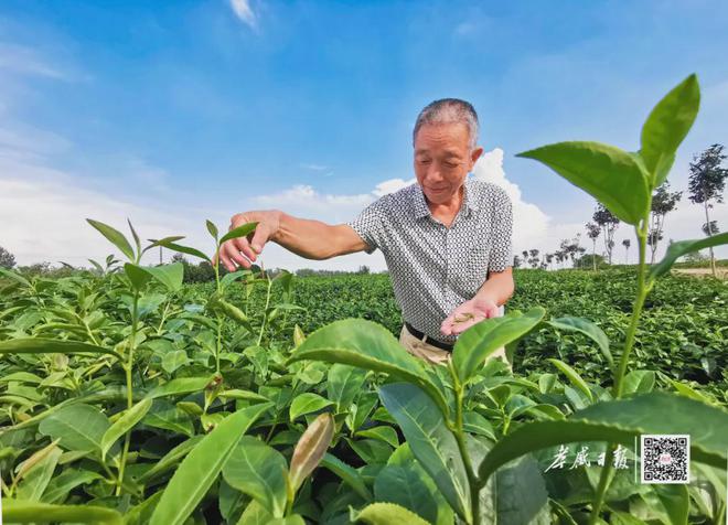 共续万里茶道新传奇——写正在第九届中ob体育蒙俄万里茶道都市协作大会召开之际(图6)