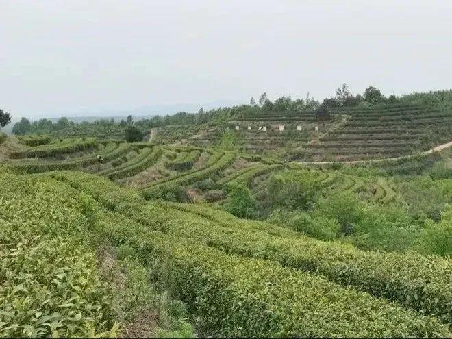 ob体育逛万亩茶山观千年古刹寻上品好茶悟治企之道 群象岛百家名企探营第131站走进蓝天茗茶(图4)