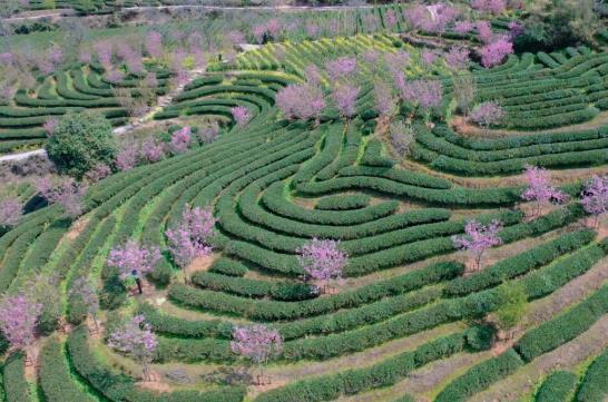 各地春茶上市观测：小叶子ob体育大财富茶著作处处芳(图3)