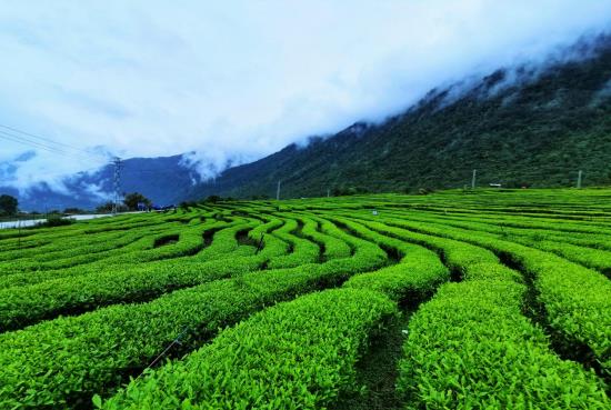 各地春茶上市观测：小叶子ob体育大财富茶著作处处芳(图4)