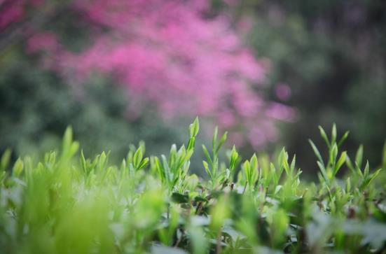 各地春茶上市观测：小叶子ob体育大财富茶著作处处芳(图5)