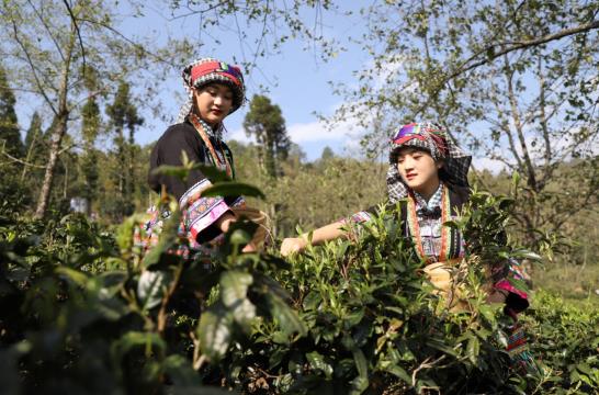 各地春茶上市观测：小叶子ob体育大财富茶著作处处芳(图6)