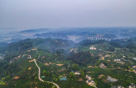 各地春茶上市观测：小叶子ob体育大财富茶著作处处芳(图11)