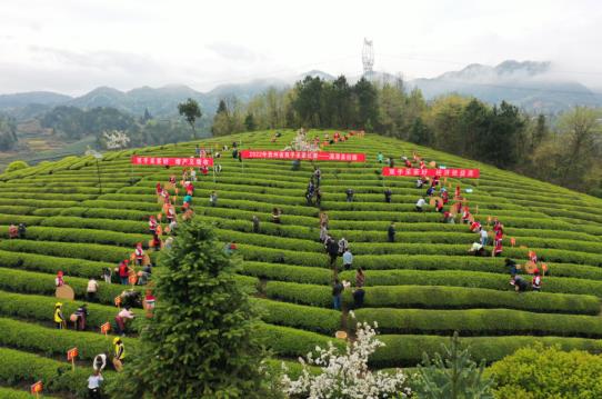 各地春茶上市观测：小叶子ob体育大财富茶著作处处芳(图8)