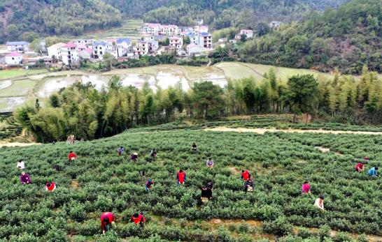 各地春茶上市观测：小叶子ob体育大财富茶著作处处芳(图10)