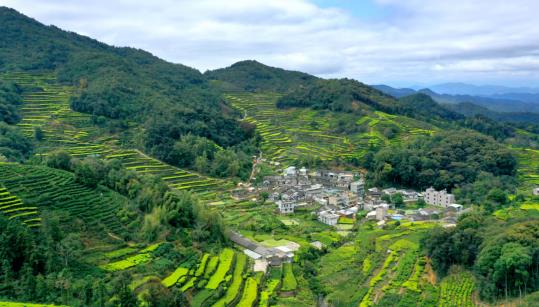 各地春茶上市观测：小叶子ob体育大财富茶著作处处芳(图9)