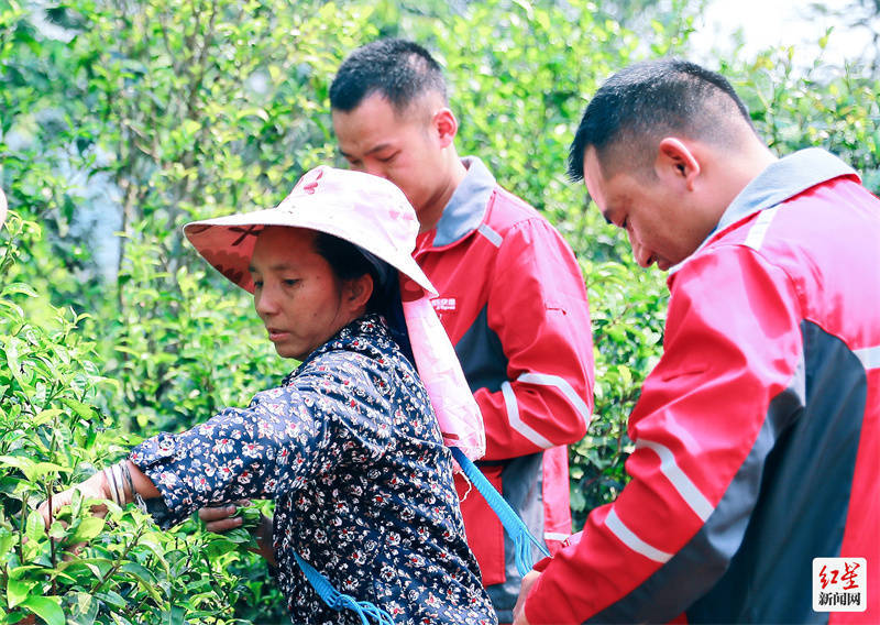 春季茶饮大数据陈说：企业ob体育白领偏幸乌龙茶 花果茶是95后心头肉(图1)